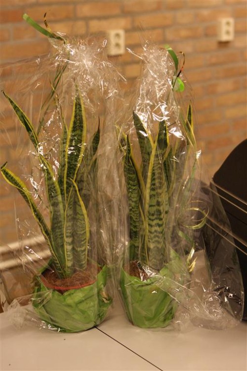 Pronkzitting2012_004