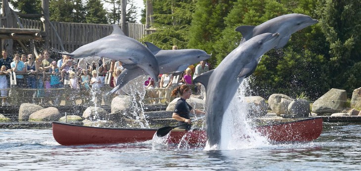 Dagje Dolfinarium